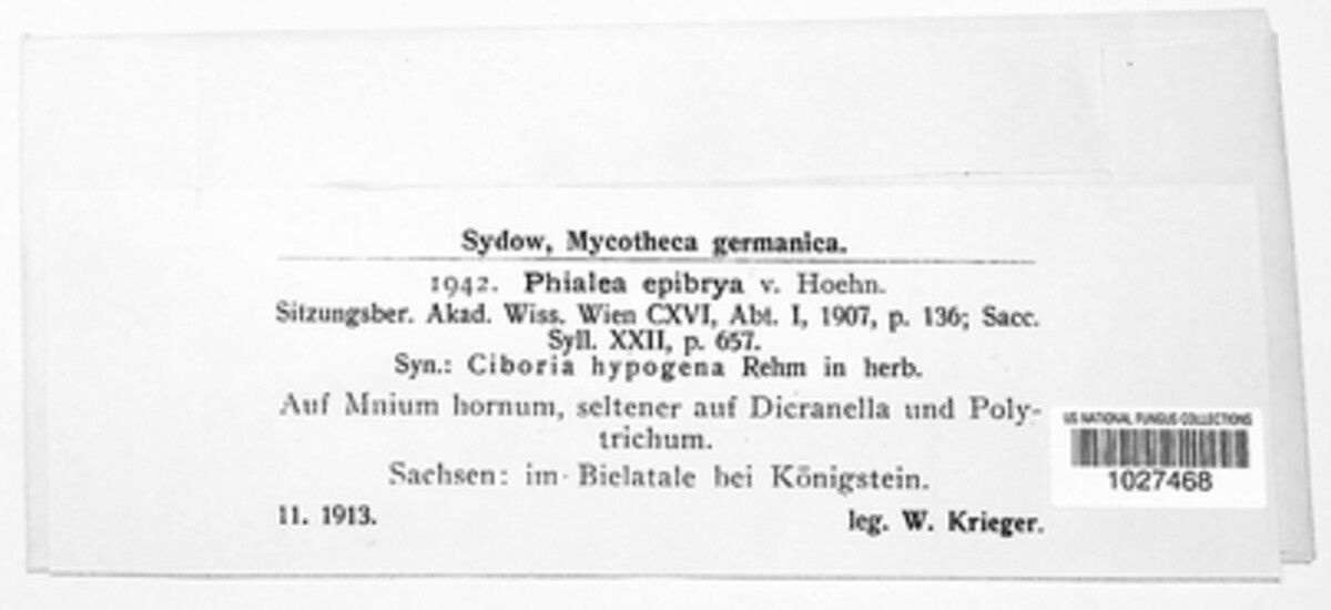 Hymenoscyphus epibryus image